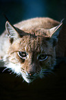 Eurasian Lynx