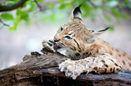 Eurasian Lynx