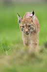 lynx