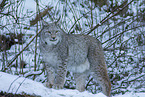 Eurasian lynx