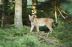 Eurasian Lynx