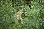 Eurasian Lynx