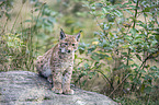 Eurasian Lynx