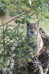 Eurasian Lynx