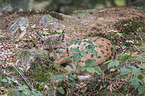 Eurasian Lynx