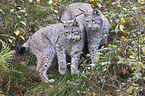 Eurasian Lynxes