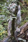 Eurasian Lynx