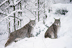 Eurasian Lynxes