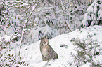 Eurasian Lynx