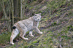 Eurasian Lynx