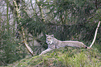 Eurasian Lynx