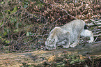 Eurasian Lynx