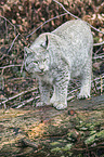 Eurasian Lynx