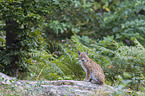 Eurasian Lynx