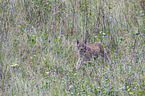 Eurasian Lynx