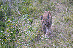 Eurasian Lynx