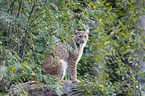 Eurasian Lynx