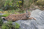 Eurasian Lynx