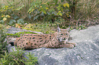 Eurasian Lynx