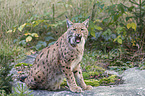 Eurasian Lynx