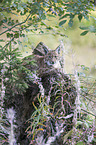 Eurasian Lynx