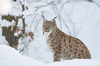 Eurasian Lynx