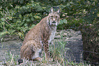 Eurasian Lynx