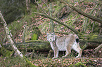 Eurasian Lynx