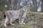 Eurasian Lynx