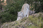 Eurasian Lynx