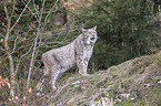 Eurasian Lynx