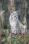 Eurasian Lynx