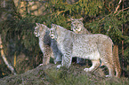 Eurasian Lynxes