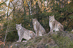 Eurasian Lynxes