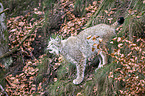 Eurasian Lynx