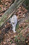 Eurasian Lynx