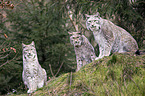 Eurasian Lynxes