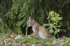 sitting cub