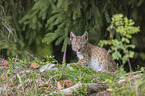 sitting cub