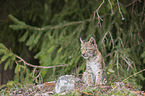 sitting cub