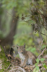 sitting cub