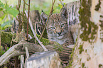 cub portrait