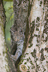 climbing cub