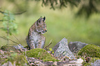 sitting cub