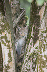 climbing cub