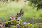 sitting cub