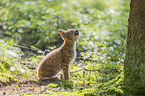 sitting cub