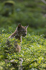 sitting cub