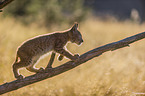 walking cub