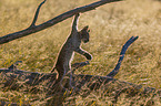 climbing cub